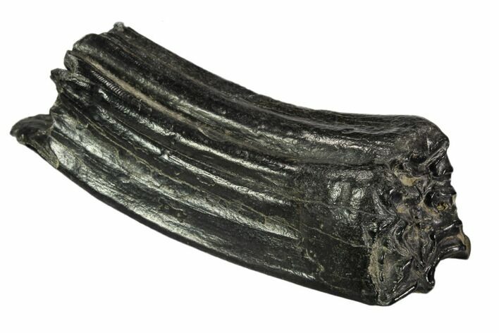 Pleistocene Aged Fossil Horse Tooth - Florida #104222